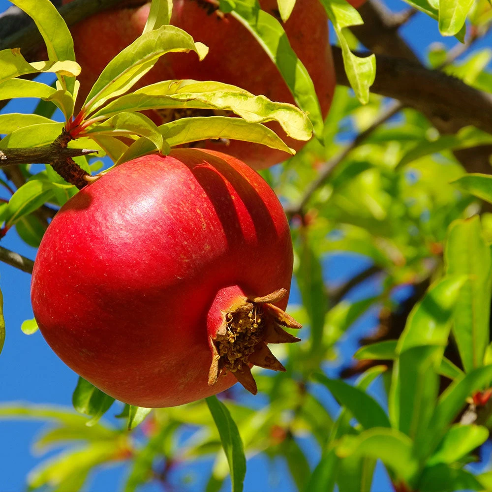 Brighter Blooms Red Pomegranate Tree 2 Brighter Blooms Red Pomegranate Tree