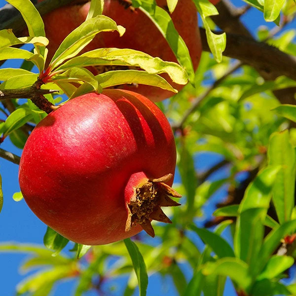 Brighter Blooms Red Pomegranate Tree 1 Brighter Blooms Red Pomegranate Tree