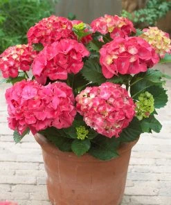 Brighter Blooms Red Sensation Hydrangea Shrub Shrubs & Hedges