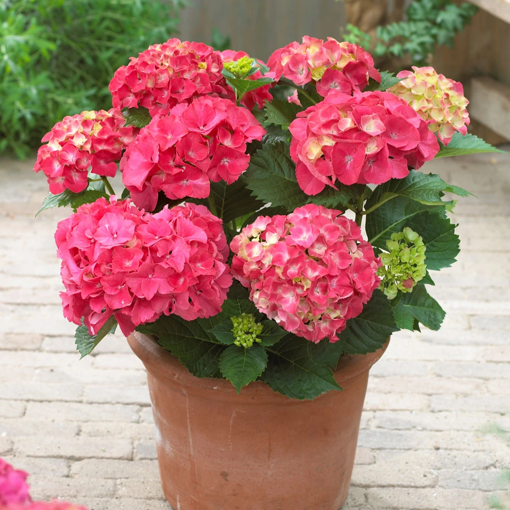 Brighter Blooms Red Sensation Hydrangea Shrub Shrubs & Hedges 2 Brighter Blooms Red Sensation Hydrangea Shrub Shrubs & Hedges