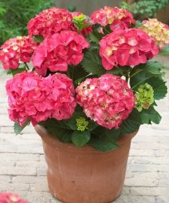 Brighter Blooms Red Sensation Hydrangea Shrub Shrubs & Hedges