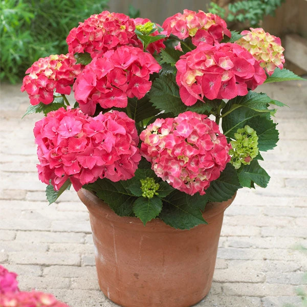 Brighter Blooms Red Sensation Hydrangea Shrub Shrubs & Hedges 1 Brighter Blooms Red Sensation Hydrangea Shrub Shrubs & Hedges