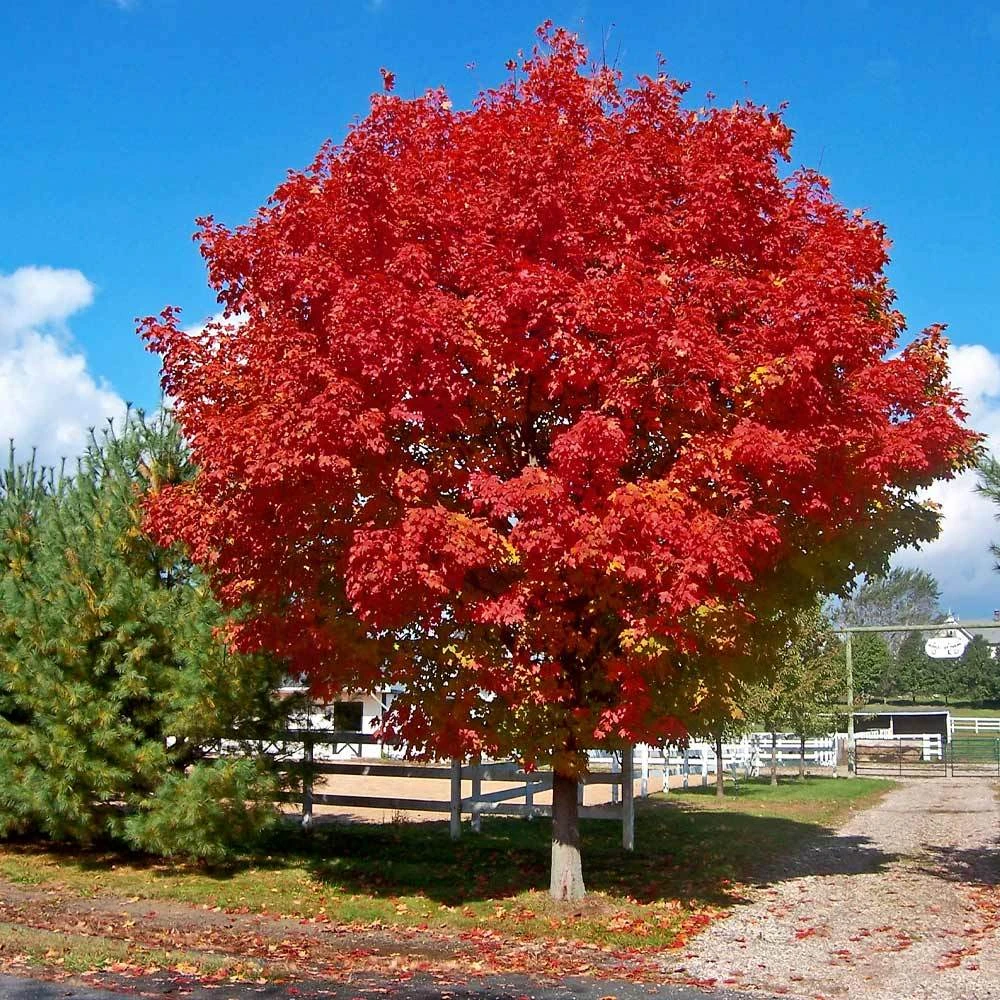 Brighter Blooms Red Sunset® Maple Tree Shade Trees 2 Brighter Blooms Red Sunset® Maple Tree Shade Trees