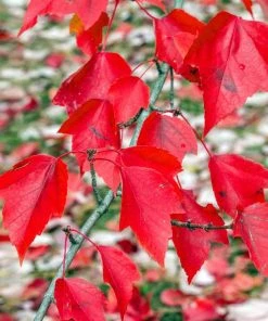 Brighter Blooms Red Sunset® Maple Tree Shade Trees 8 Brighter Blooms Red Sunset® Maple Tree Shade Trees