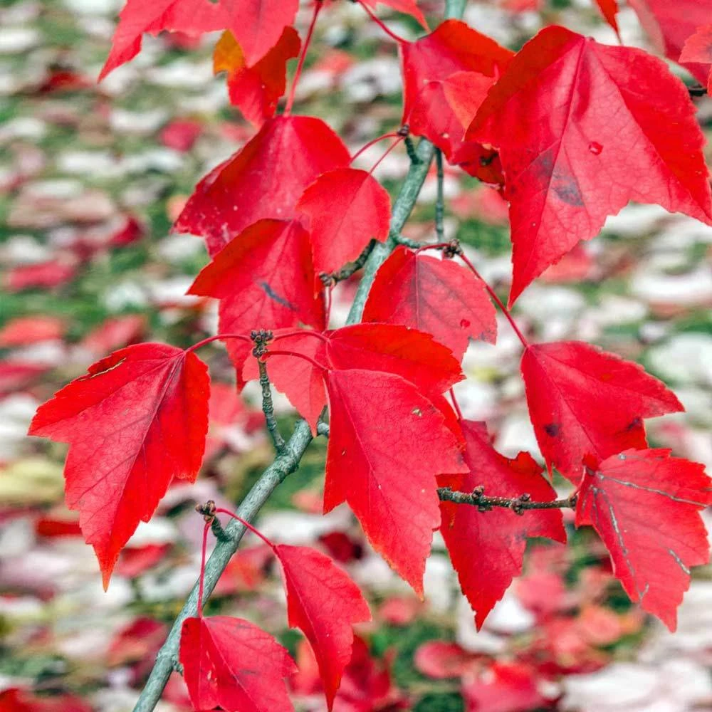 Brighter Blooms Red Sunset® Maple Tree Shade Trees 3 Brighter Blooms Red Sunset® Maple Tree Shade Trees