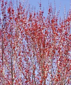 Brighter Blooms Red Sunset® Maple Tree Shade Trees 9 Brighter Blooms Red Sunset® Maple Tree Shade Trees