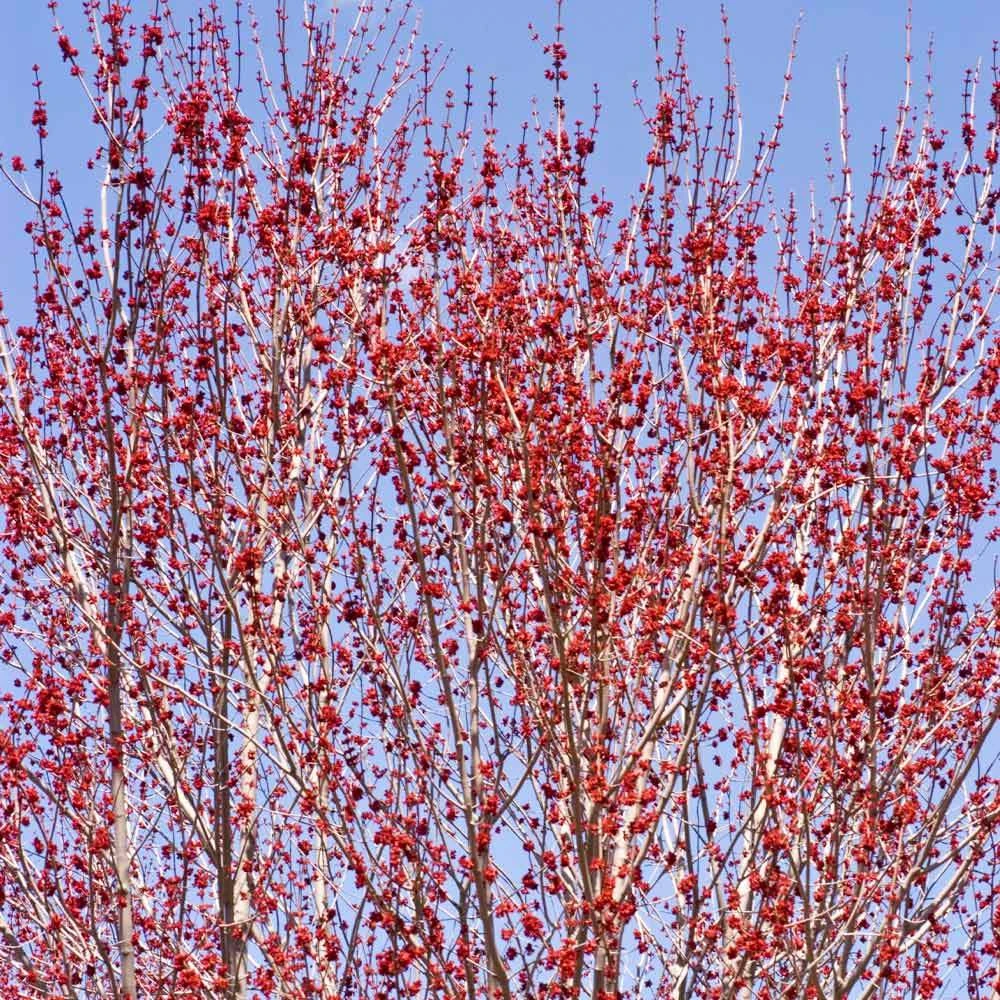 Brighter Blooms Red Sunset® Maple Tree Shade Trees 4 Brighter Blooms Red Sunset® Maple Tree Shade Trees