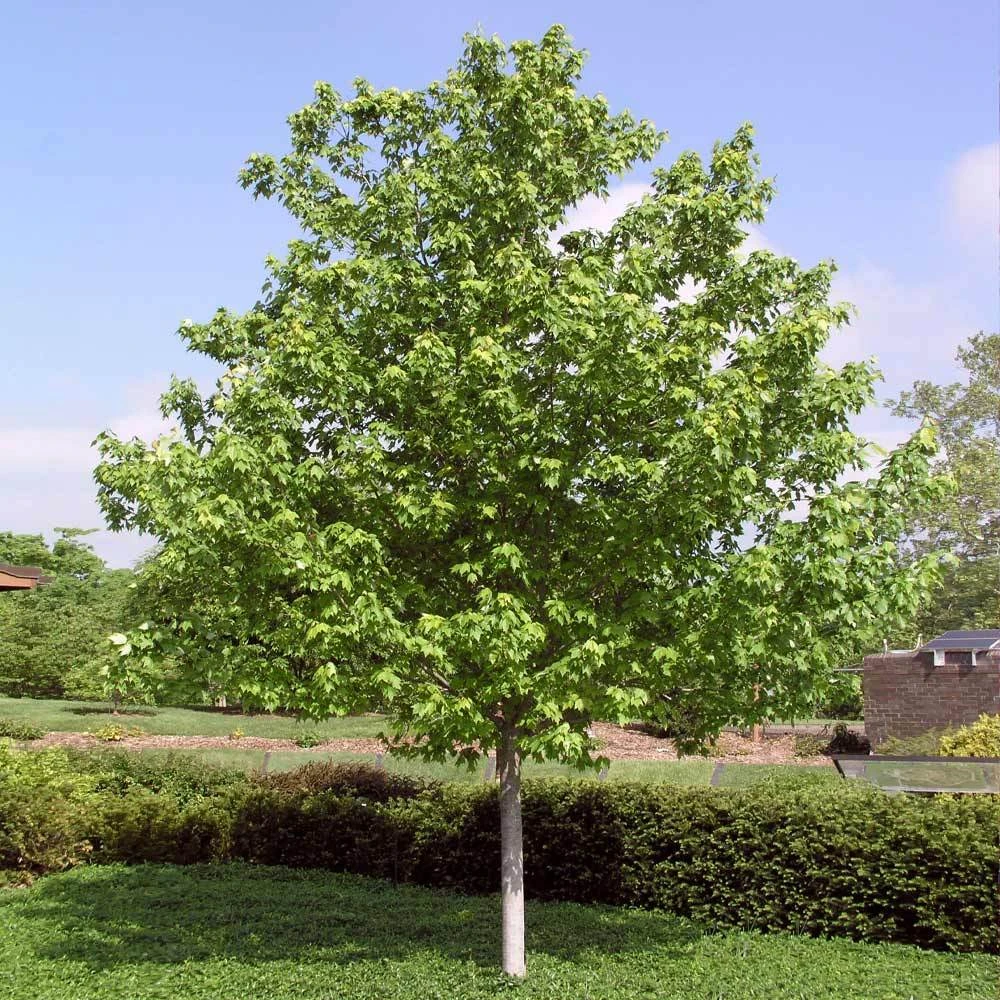 Brighter Blooms Red Sunset® Maple Tree Shade Trees 5 Brighter Blooms Red Sunset® Maple Tree Shade Trees