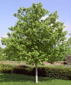 Brighter Blooms Red Sunset® Maple Tree Shade Trees 9 Brighter Blooms Red Sunset® Maple Tree Shade Trees