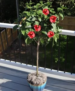 Brighter Blooms Red Tropical Hibiscus Tree Shrubs & Hedges