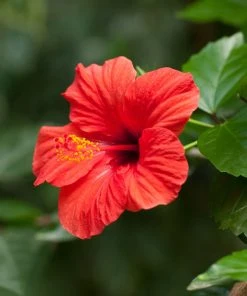 Brighter Blooms Red Tropical Hibiscus Tree Shrubs & Hedges 10 Brighter Blooms Red Tropical Hibiscus Tree Shrubs & Hedges