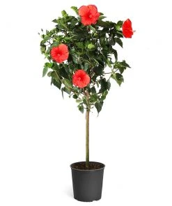 Brighter Blooms Red Tropical Hibiscus Tree Shrubs & Hedges 11 Brighter Blooms Red Tropical Hibiscus Tree Shrubs & Hedges