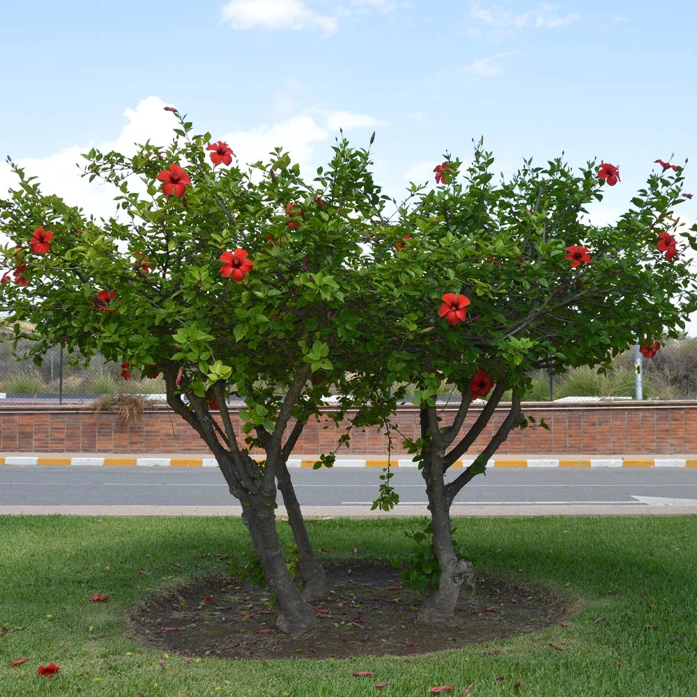 Brighter Blooms Red Tropical Hibiscus Tree Shrubs & Hedges 4 Brighter Blooms Red Tropical Hibiscus Tree Shrubs & Hedges