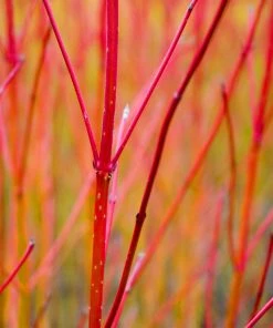 Brighter Blooms Red Twig Dogwood Shrub 10 Brighter Blooms Red Twig Dogwood Shrub