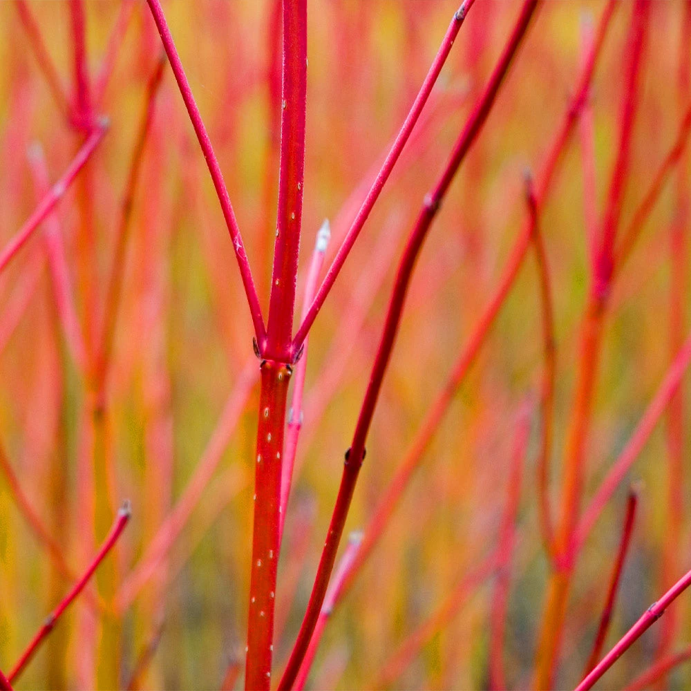 Brighter Blooms Red Twig Dogwood Shrub 4 Brighter Blooms Red Twig Dogwood Shrub