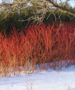 Brighter Blooms Red Twig Dogwood Shrub