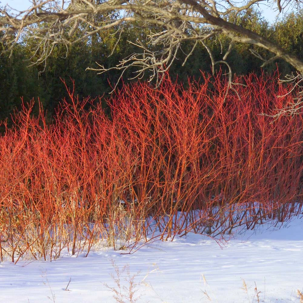 Brighter Blooms Red Twig Dogwood Shrub 2 Brighter Blooms Red Twig Dogwood Shrub