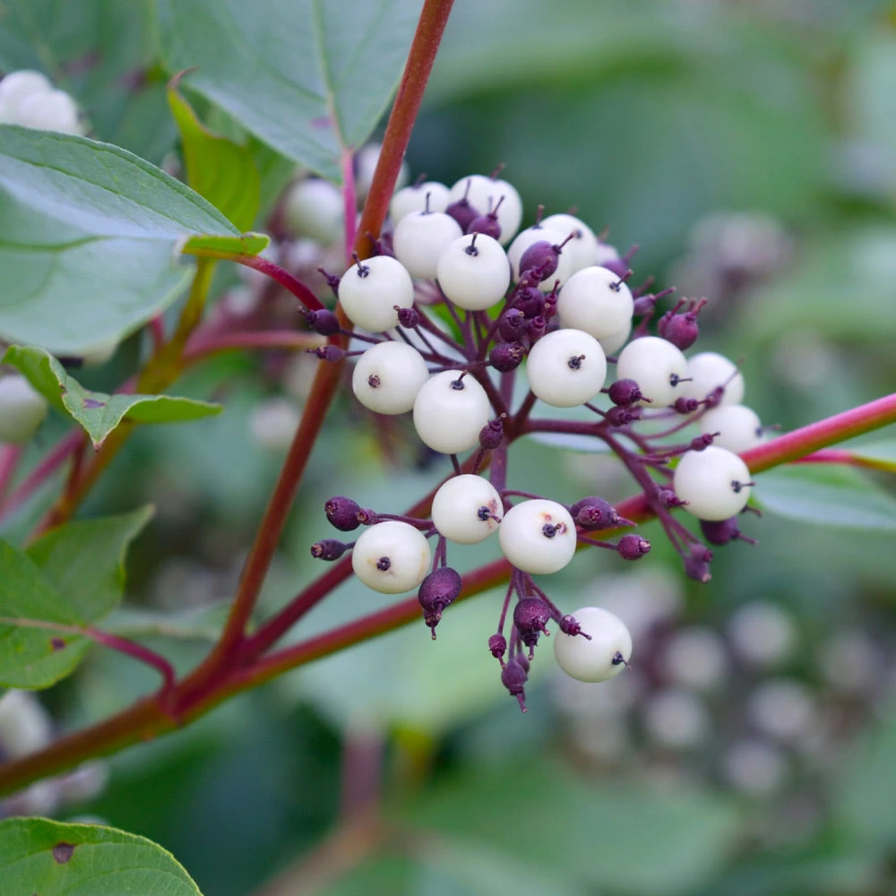 Brighter Blooms Red Twig Dogwood Shrub 5 Brighter Blooms Red Twig Dogwood Shrub