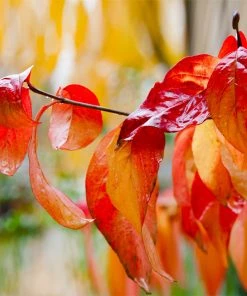 Brighter Blooms Red Twig Dogwood Shrub 13 Brighter Blooms Red Twig Dogwood Shrub