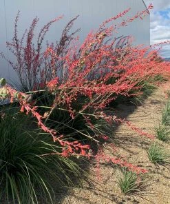 Brighter Blooms Red Yucca Plant SHOP ALL 6 Brighter Blooms Red Yucca Plant SHOP ALL