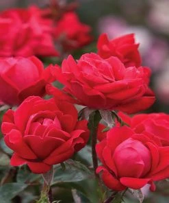 Brighter Blooms Double Knock Out® Rose Shrubs & Hedges 8 Brighter Blooms Double Knock Out® Rose Shrubs & Hedges