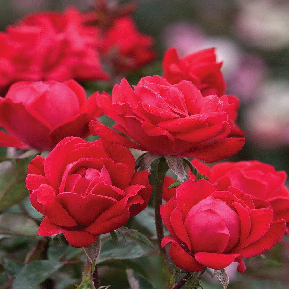 Brighter Blooms Double Knock Out® Rose Shrubs & Hedges 3 Brighter Blooms Double Knock Out® Rose Shrubs & Hedges