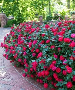 Brighter Blooms Double Knock Out® Rose Shrubs & Hedges
