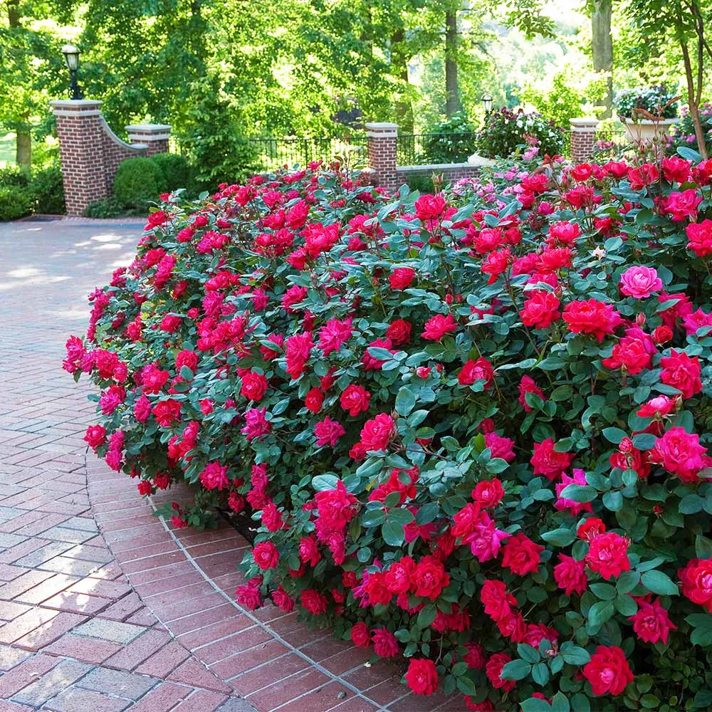 Brighter Blooms Double Knock Out® Rose Shrubs & Hedges 2 Brighter Blooms Double Knock Out® Rose Shrubs & Hedges