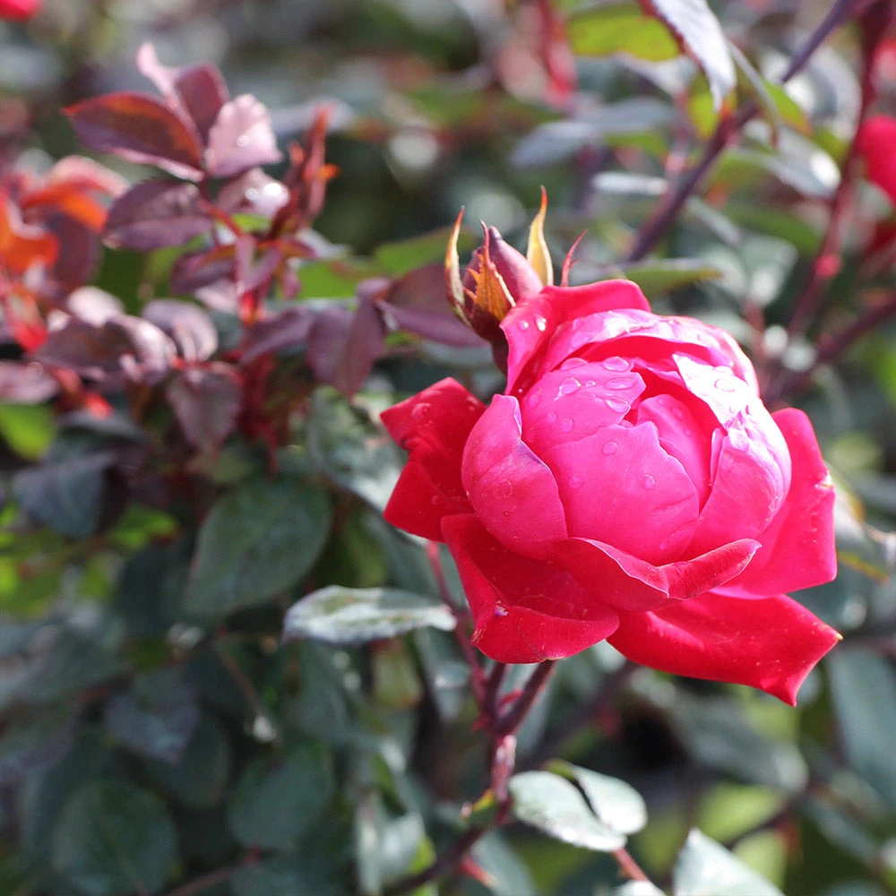 Brighter Blooms Double Knock Out® Rose Shrubs & Hedges 6 Brighter Blooms Double Knock Out® Rose Shrubs & Hedges