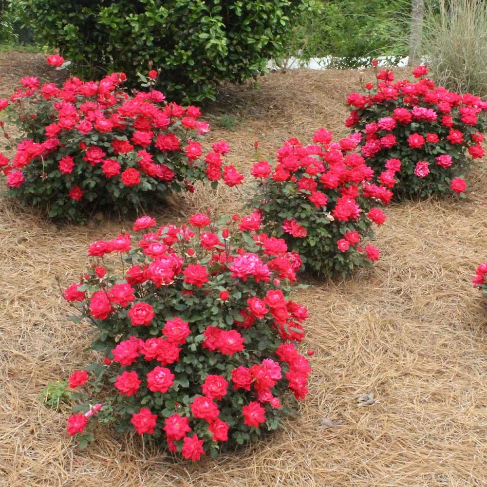 Brighter Blooms Double Knock Out® Rose Shrubs & Hedges 4 Brighter Blooms Double Knock Out® Rose Shrubs & Hedges