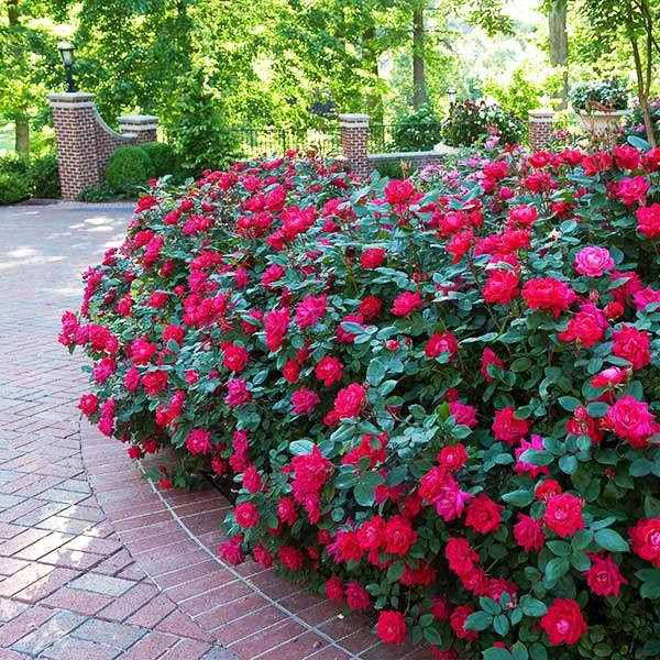 Brighter Blooms Double Knock Out® Rose Shrubs & Hedges 1 Brighter Blooms Double Knock Out® Rose Shrubs & Hedges