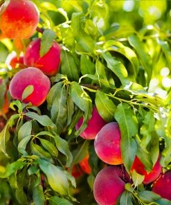 Brighter Blooms Fruit Trees Redskin Peach Tree