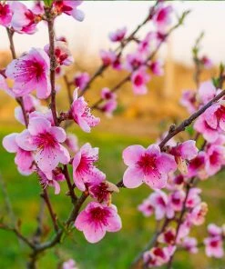 Brighter Blooms Fruit Trees Redskin Peach Tree 6 Brighter Blooms Fruit Trees Redskin Peach Tree