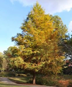 Brighter Blooms Dawn Redwood Tree Arborvitae Trees 11 Brighter Blooms Dawn Redwood Tree Arborvitae Trees
