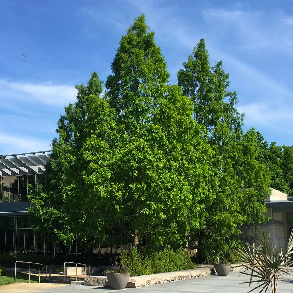Brighter Blooms Dawn Redwood Tree Arborvitae Trees 3 Brighter Blooms Dawn Redwood Tree Arborvitae Trees