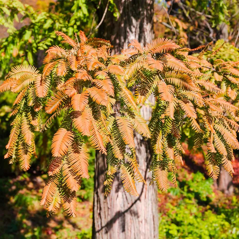 Brighter Blooms Dawn Redwood Tree Arborvitae Trees 2 Brighter Blooms Dawn Redwood Tree Arborvitae Trees
