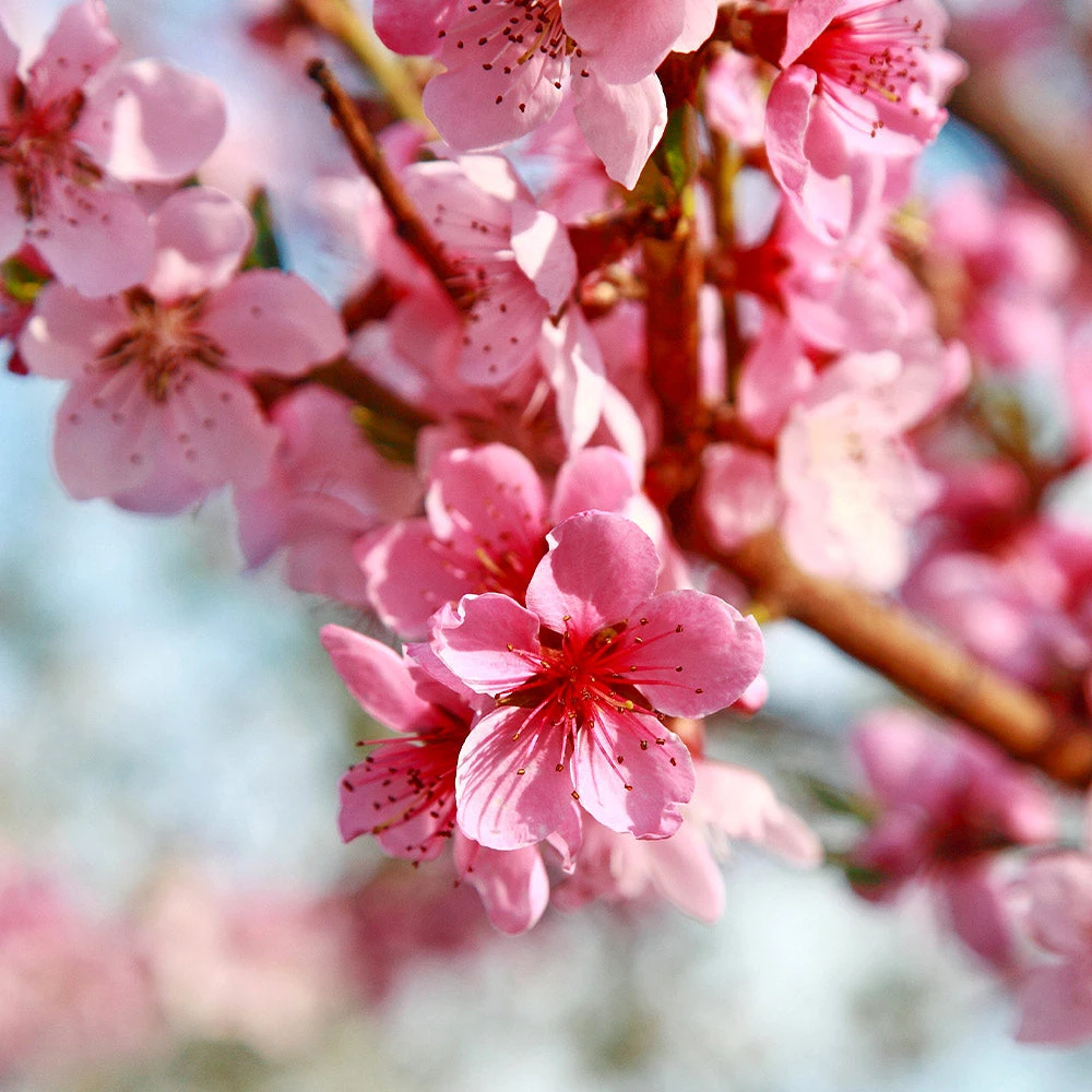 Brighter Blooms Reliance Peach Tree Fruit Trees 3 Brighter Blooms Reliance Peach Tree Fruit Trees