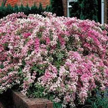 Brighter Blooms Variegated Weigela Shrub Shrubs & Hedges