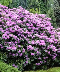 Brighter Blooms Shrubs & Hedges Lavender Rhododendron Shrub 7 Brighter Blooms Shrubs & Hedges Lavender Rhododendron Shrub