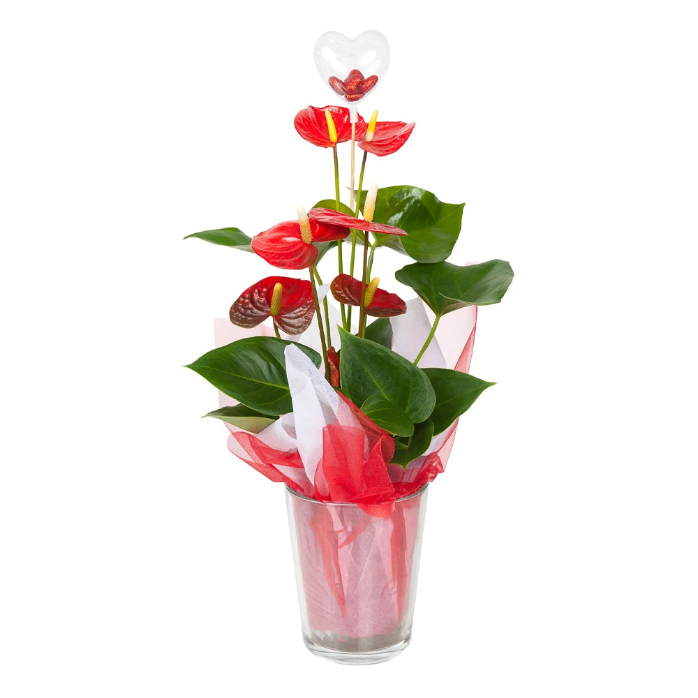 Brighter Blooms Red Anthurium Plant 2 Brighter Blooms Red Anthurium Plant