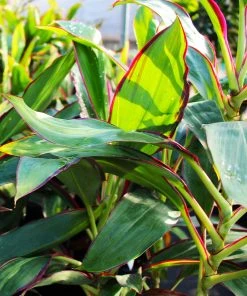 Brighter Blooms Hawaiian Ti Plant 'Rising Sun' 10 Brighter Blooms Hawaiian Ti Plant 'Rising Sun'