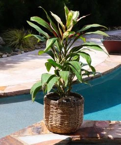 Brighter Blooms Hawaiian Ti Plant 'Rising Sun' 11 Brighter Blooms Hawaiian Ti Plant 'Rising Sun'