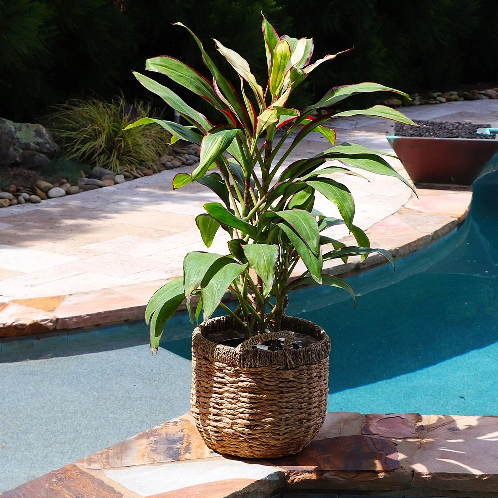 Brighter Blooms Hawaiian Ti Plant 'Rising Sun' 4 Brighter Blooms Hawaiian Ti Plant 'Rising Sun'