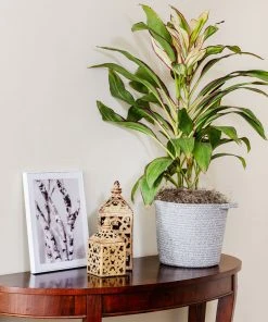 Brighter Blooms Hawaiian Ti Plant 'Rising Sun' 9 Brighter Blooms Hawaiian Ti Plant 'Rising Sun'