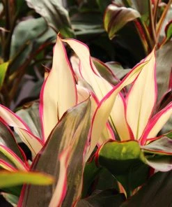 Brighter Blooms Hawaiian Ti Plant 'Rising Sun' 12 Brighter Blooms Hawaiian Ti Plant 'Rising Sun'