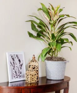 Brighter Blooms Hawaiian Ti Plant'Rising Sun'