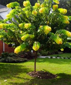 Brighter Blooms The Rising Sun™ Redbud Tree 10 Brighter Blooms The Rising Sun™ Redbud Tree