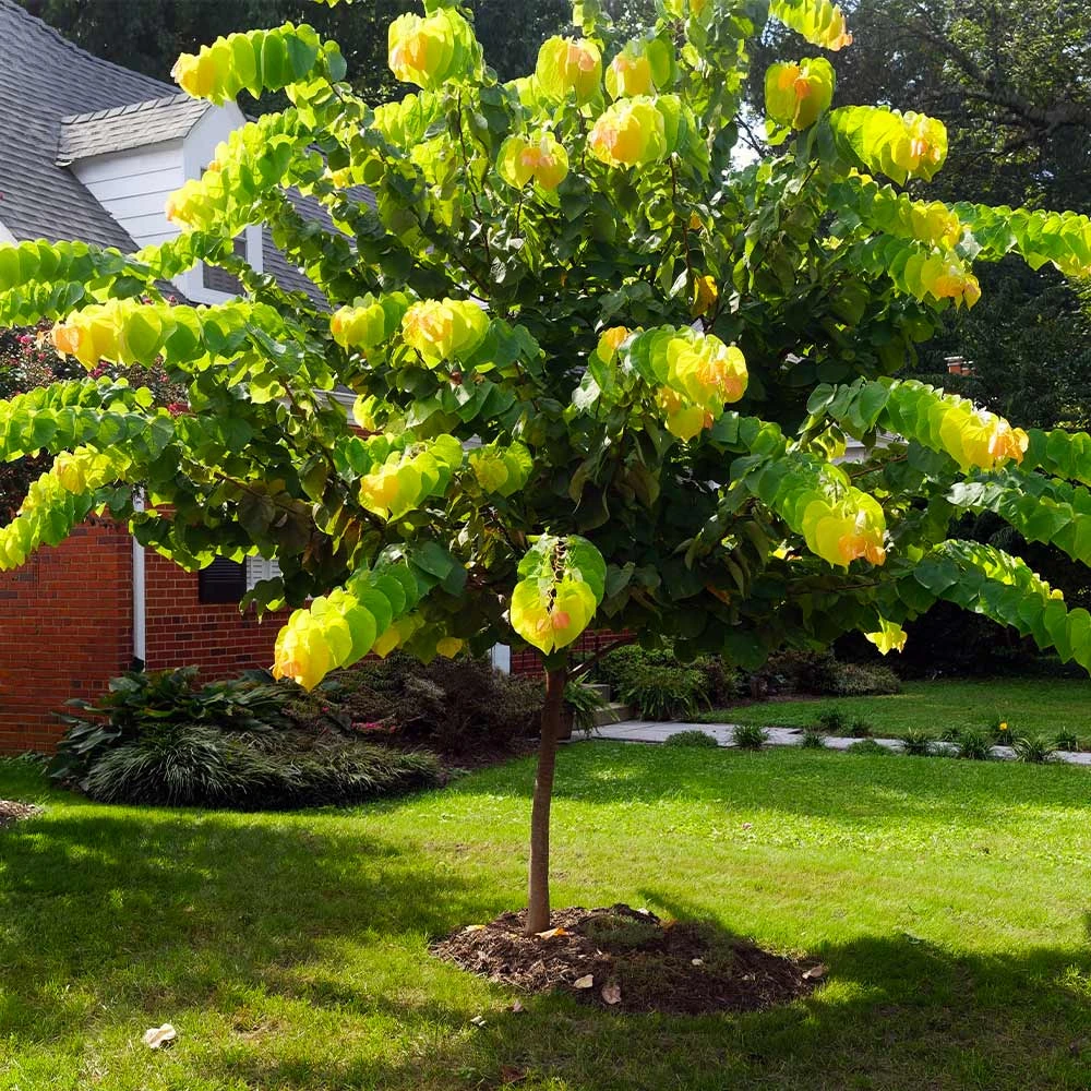 Brighter Blooms The Rising Sun™ Redbud Tree 5 Brighter Blooms The Rising Sun™ Redbud Tree