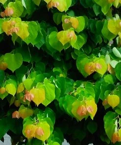 Brighter Blooms The Rising Sun™ Redbud Tree 8 Brighter Blooms The Rising Sun™ Redbud Tree