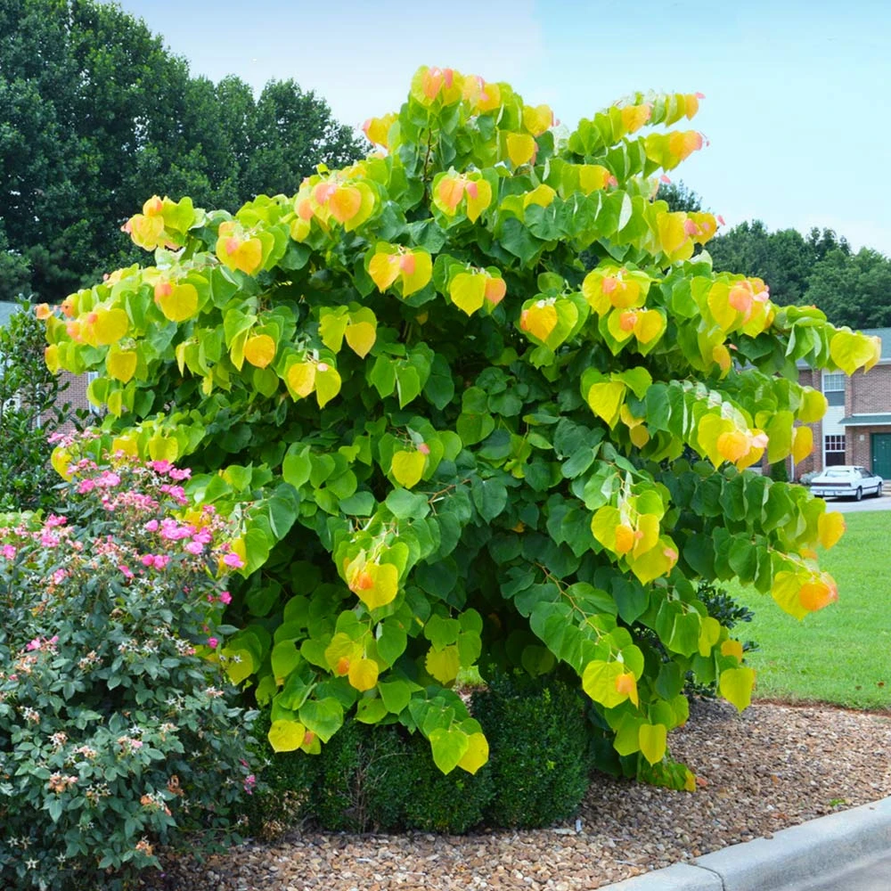 Brighter Blooms The Rising Sun™ Redbud Tree 2 Brighter Blooms The Rising Sun™ Redbud Tree